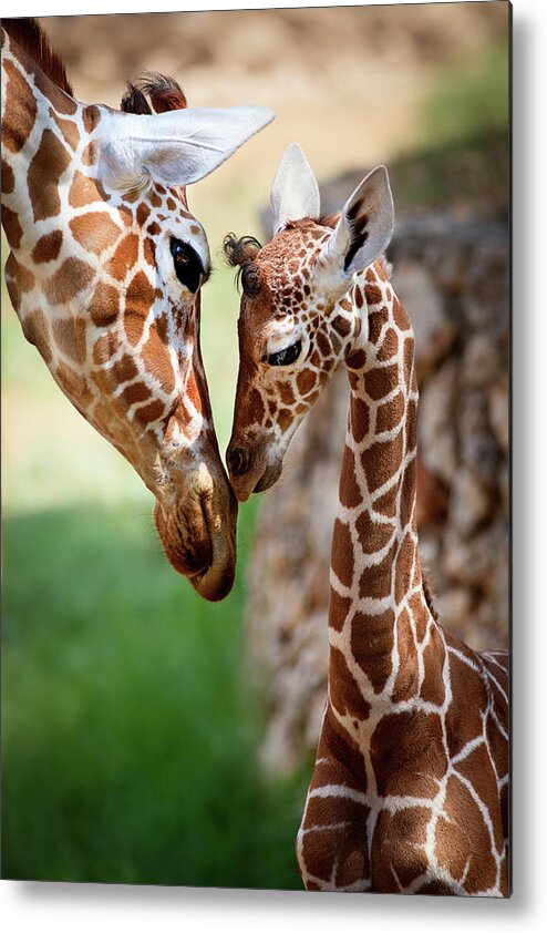 Giraffe Metal Print featuring the photograph Parent-Child Relationship by Yuri Peress