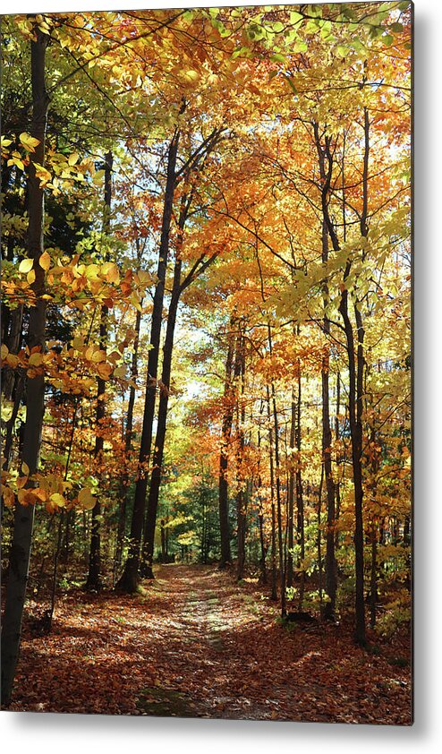 Exploring Metal Print featuring the photograph Path Through the Fall Colors by David T Wilkinson