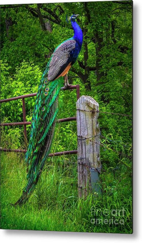 Peacock Metal Print featuring the photograph Peacock at High Noon by Shelia Hunt