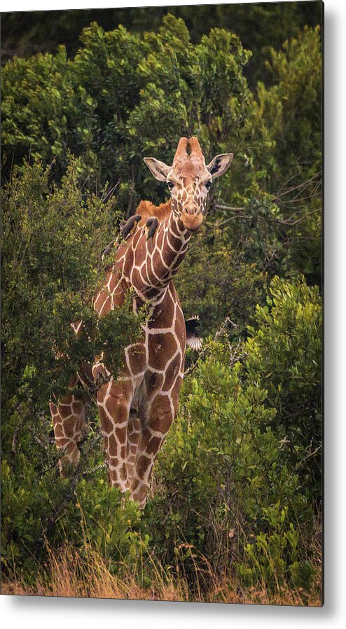 Giraffe Metal Print featuring the photograph Peek A Boo by Laura Hedien