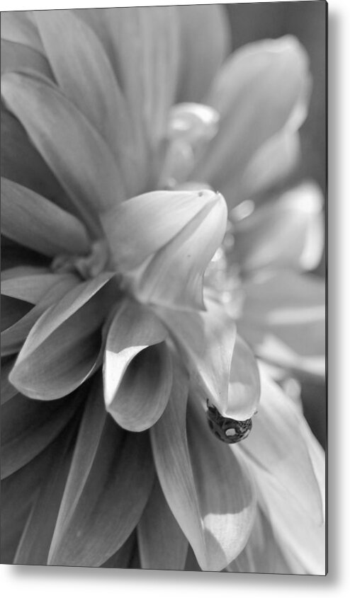 Flower Metal Print featuring the photograph Peeking Lady Bug 2 by Amy Fose