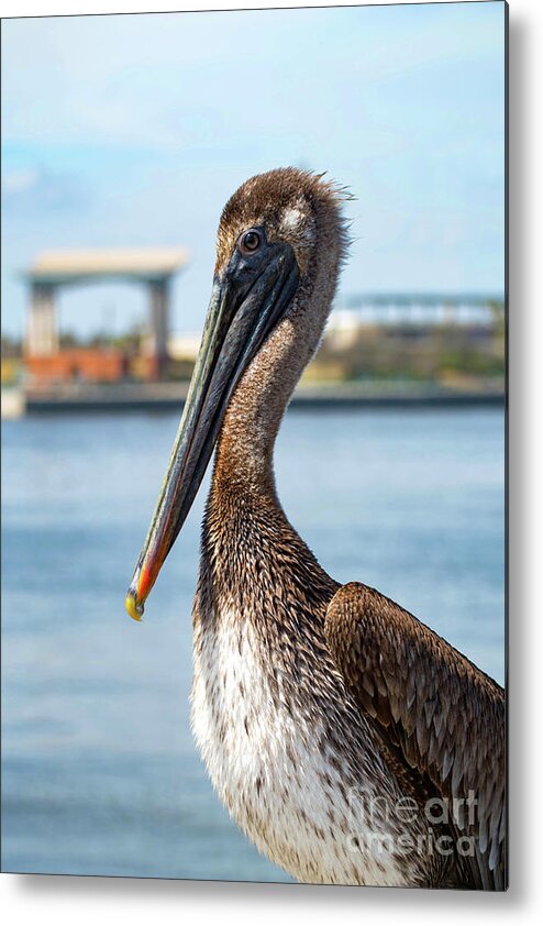 Pelican Metal Print featuring the photograph Pelican in Downtown Pensacola, Florida by Beachtown Views