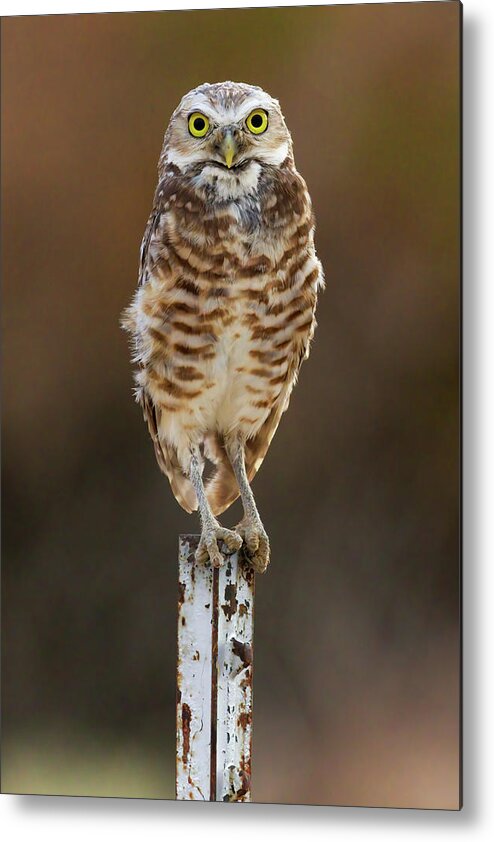 “burrowing Owls” Metal Print featuring the photograph Perch II by James Marvin Phelps