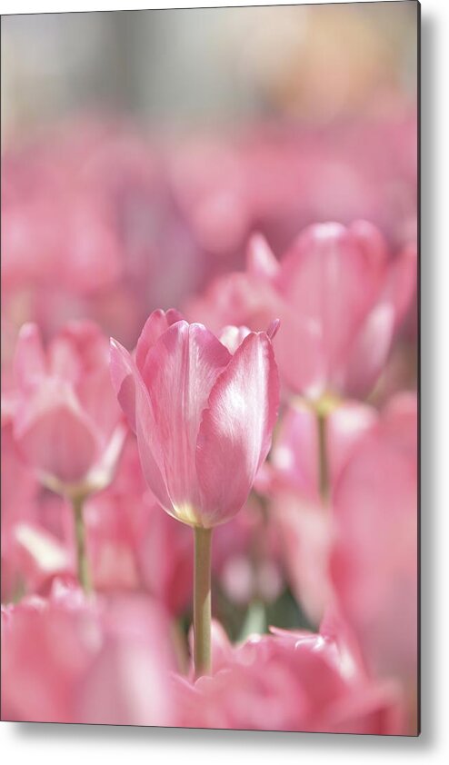 Nature Metal Print featuring the photograph Perfectly Pink by Lens Art Photography By Larry Trager