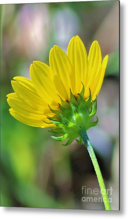 Flower Metal Print featuring the photograph Petals in Yellow by Joanne Carey