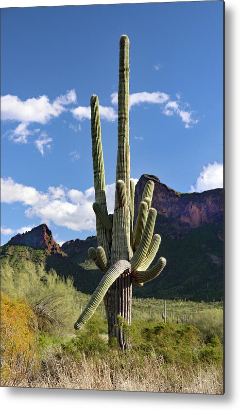 Picacho Peak State Park Metal Print featuring the photograph Picacho Peak Cactus by David T Wilkinson