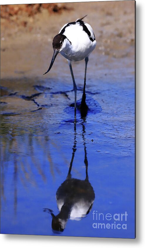 Avocet Metal Print featuring the photograph Pied avocet, Recurvirostra avosetta by Frederic Bourrigaud