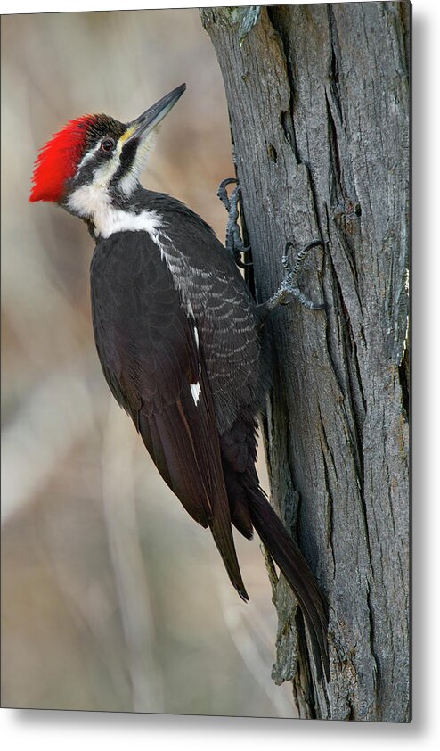 Woodpecker Metal Print featuring the photograph Pileated Woodpecker by Timothy McIntyre