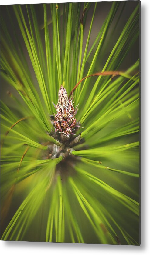 Cone Metal Print featuring the photograph Pine Cone Starburst by Rick Nelson