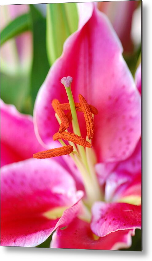 Lily Metal Print featuring the photograph Pink Lily 1 by Amy Fose