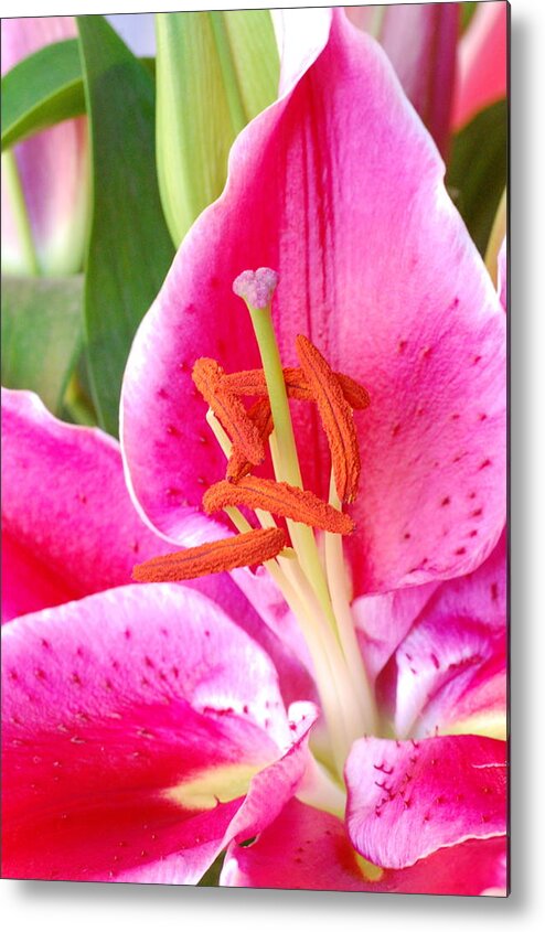 Lily Metal Print featuring the photograph Pink Lily 2 by Amy Fose