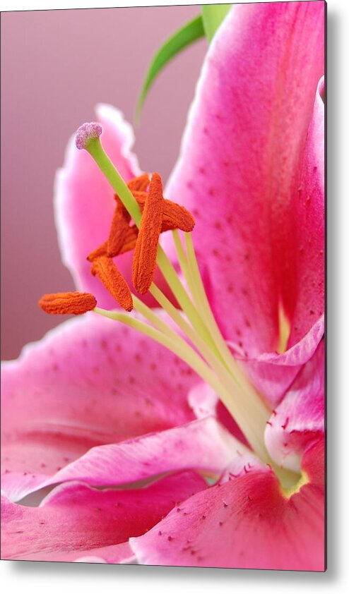 Lily Metal Print featuring the photograph Pink Lily 5 by Amy Fose