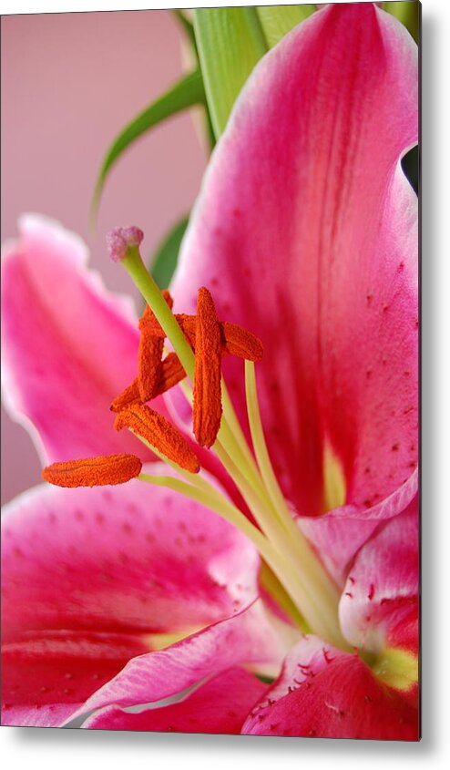 Lily Metal Print featuring the photograph Pink Lily 6 by Amy Fose