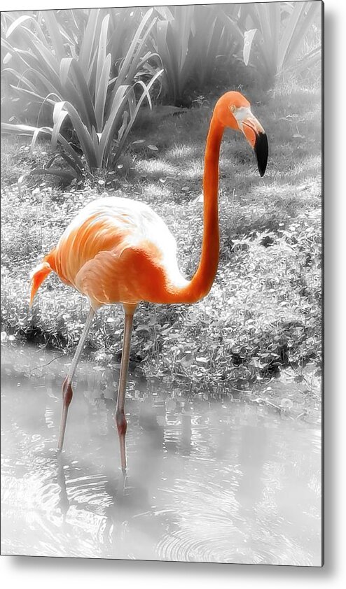 Bird Metal Print featuring the photograph Pink Orange Flamingo Photo 210 by Lucie Dumas