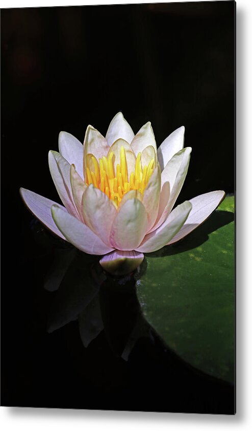 Lilies Metal Print featuring the photograph Pink Water Lily by Debbie Oppermann