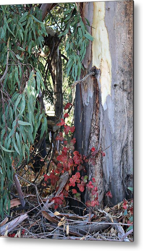 Poison Oak Metal Print featuring the photograph Poison Oak in Fall Coloirs by Martha Sherman