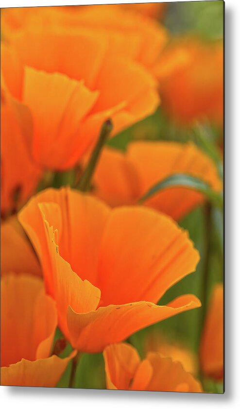 Mexican Poppies Metal Print featuring the photograph Poppies by Bob Falcone