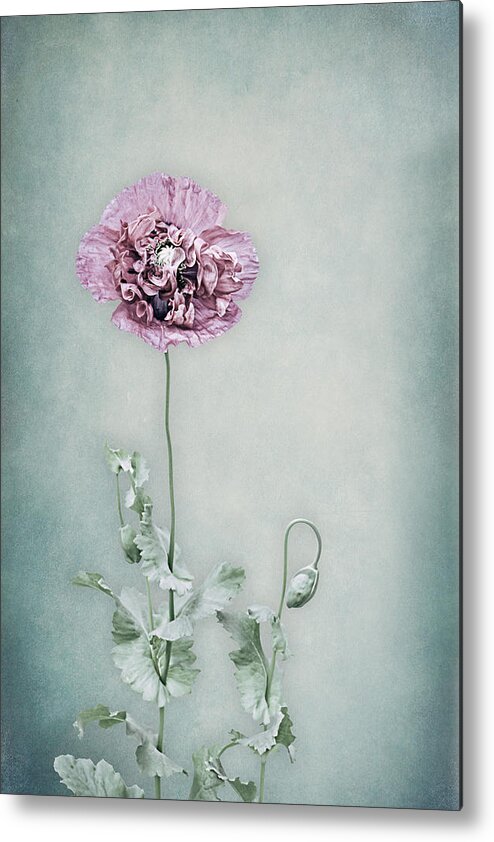 Poppy Metal Print featuring the photograph Poppy in Pastel by Maggie Terlecki