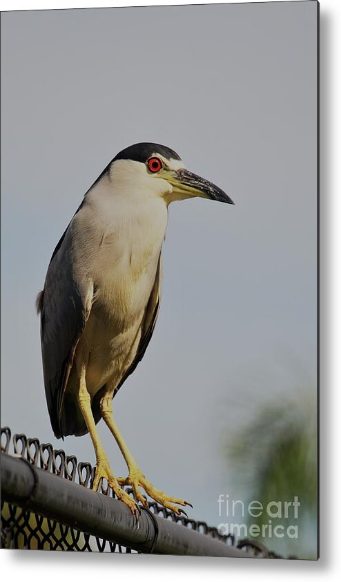 Herons Metal Print featuring the photograph Portrait of a Black Crowned Night Heron by Joanne Carey