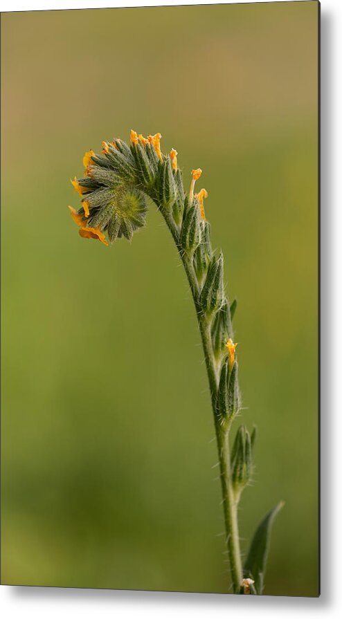 Amsinckia Metal Print featuring the photograph Fiddleneck, wildflower, on green by Alessandra RC