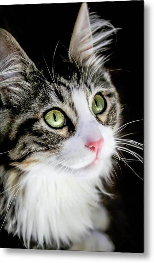 Cat Metal Print featuring the photograph Portrait of BooBoo the Cat by Sally Bauer