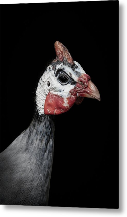 Portrait Metal Print featuring the digital art Portrait young turkey by Marjolein Van Middelkoop