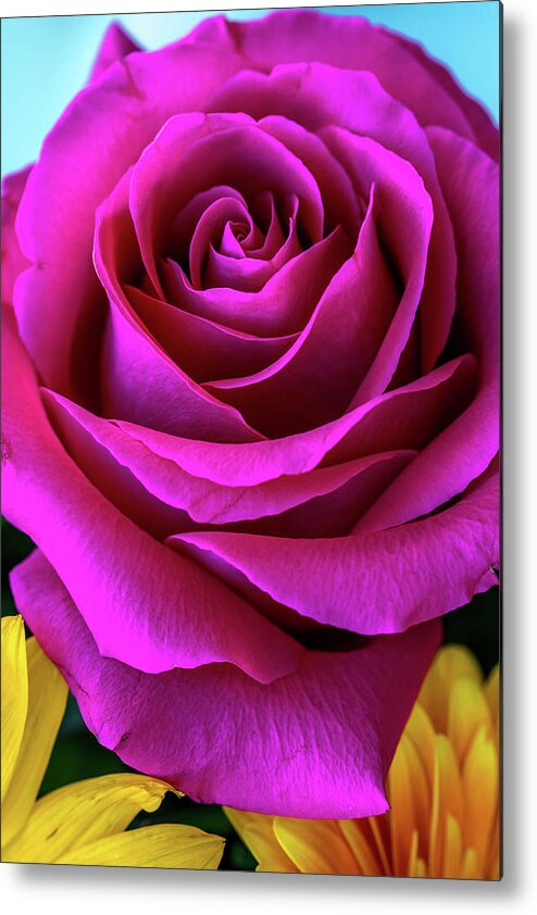 Pretty Rosey Metal Print featuring the photograph Pretty Rosey by Az Jackson