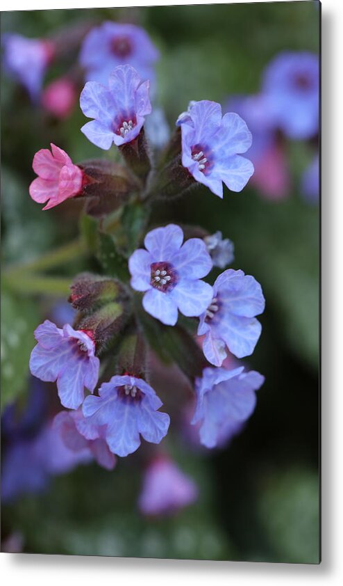 Lungwort Metal Print featuring the photograph Pulmonaria by Tammy Pool