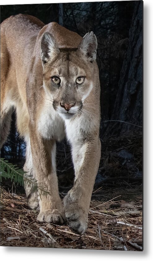 Puma Metal Print featuring the photograph Puma Concolor by Randy Robbins