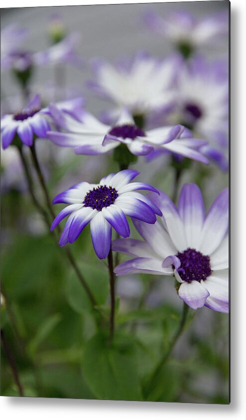 Flowers Metal Print featuring the photograph Purple Daisies by Denise Kopko