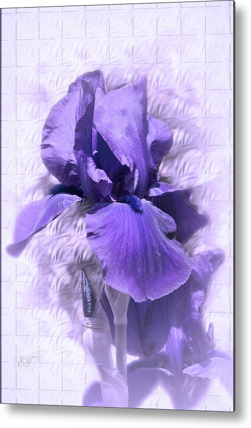 Flower Metal Print featuring the photograph Purple Iris 2 by Elaine Teague