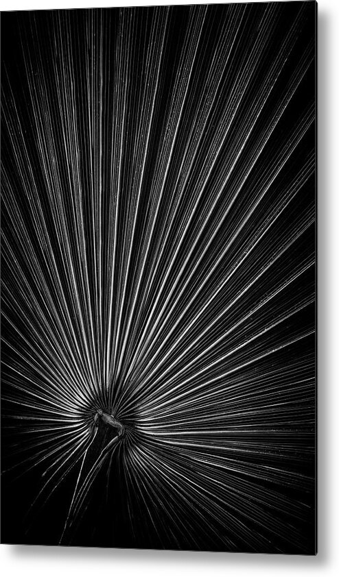 Palm Metal Print featuring the photograph Radiating Lines - Vertical by Elvira Peretsman