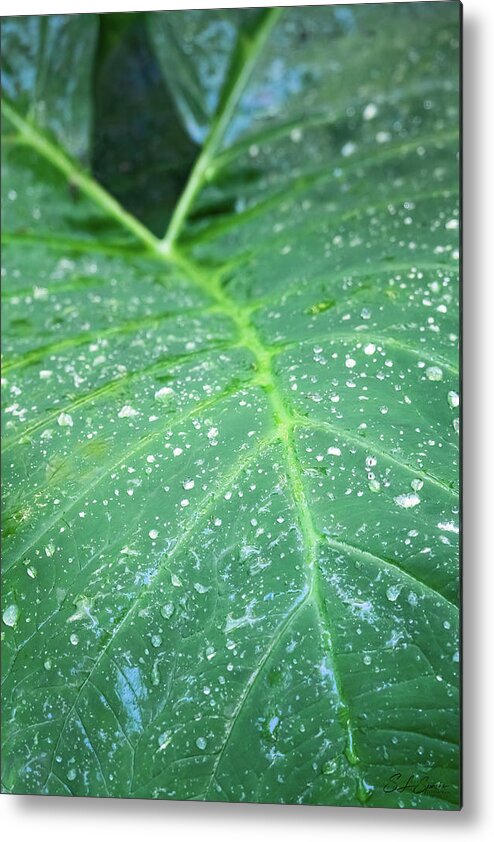 Leaf Metal Print featuring the photograph Rain Drops On Elephant's Ear by Steven Sparks