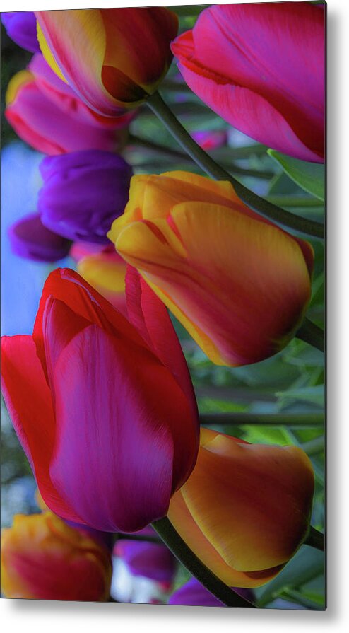 Tulip; Skagit Valley Tulip Festival; Roozengaarde Display Garden; Mount Vernon; Nature; Rainbow Colors; Floral; Flower; Garden Metal Print featuring the photograph Rainbow Tulips, Portrait Mode by Emerita Wheeling