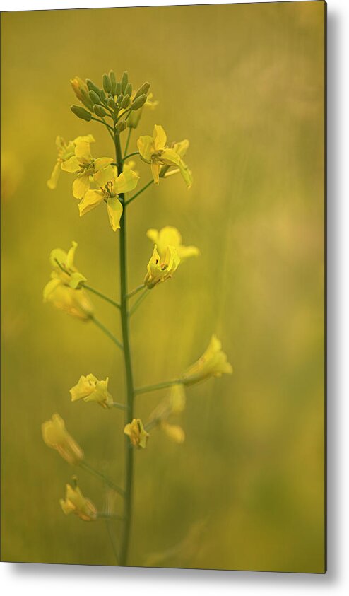Rapeseed Metal Print featuring the photograph Rapeseed flowers by Karen Rispin
