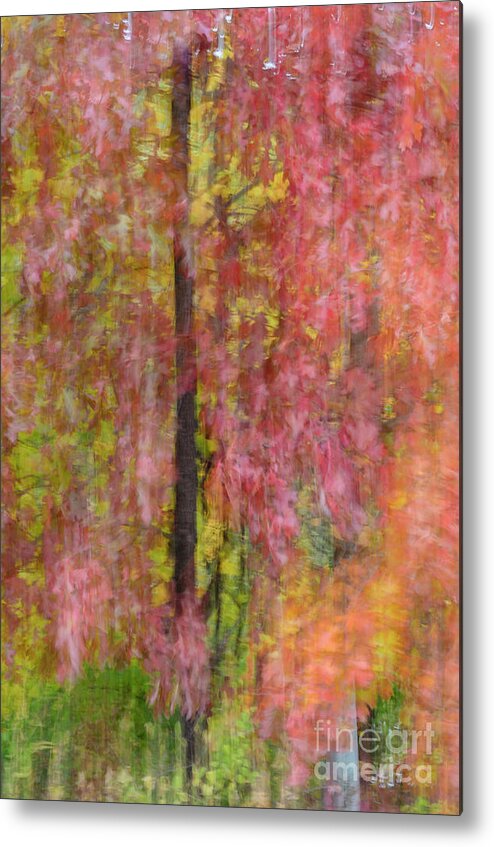Red Oak Metal Print featuring the photograph Red Autumn Tree by Tamara Becker