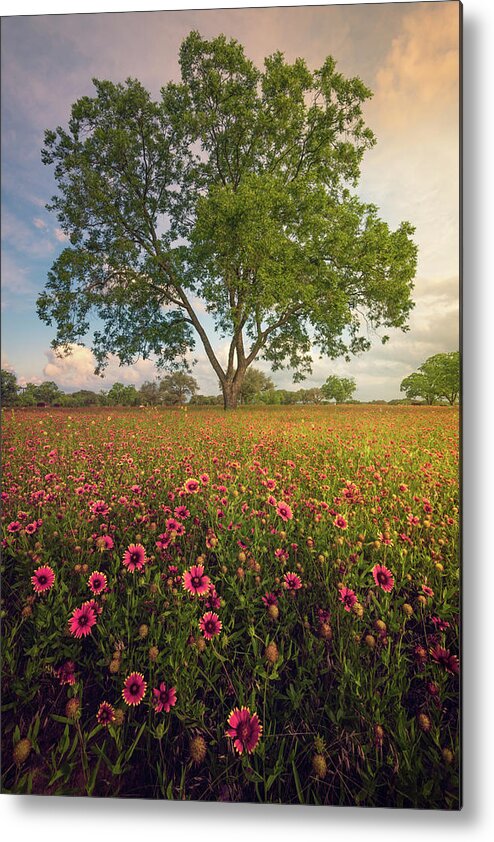 Indian Blanket Metal Print featuring the photograph Red Carpet by Slow Fuse Photography