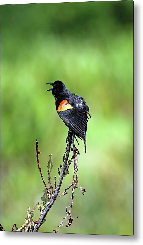 Florida Metal Print featuring the photograph Red Wing Singing by Jennifer Robin