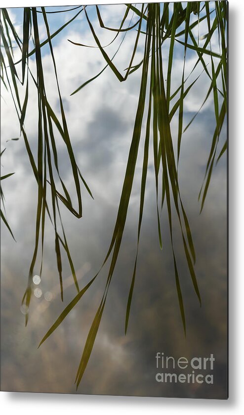 Reeds Metal Print featuring the photograph Reflection of reeds 2 by Adriana Mueller