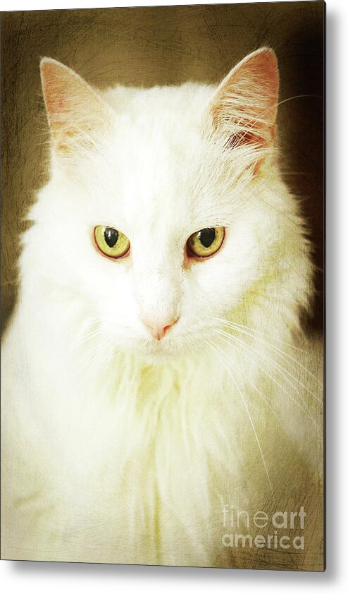 Cat; Kitten; White; White Cat; Gold; Brown; Yellow; Yellow Eyes; Cat Eyes; Kitten Eyes; Close-up; Photography; Portrait; Metal Print featuring the photograph Renaissance Cat by Tina Uihlein