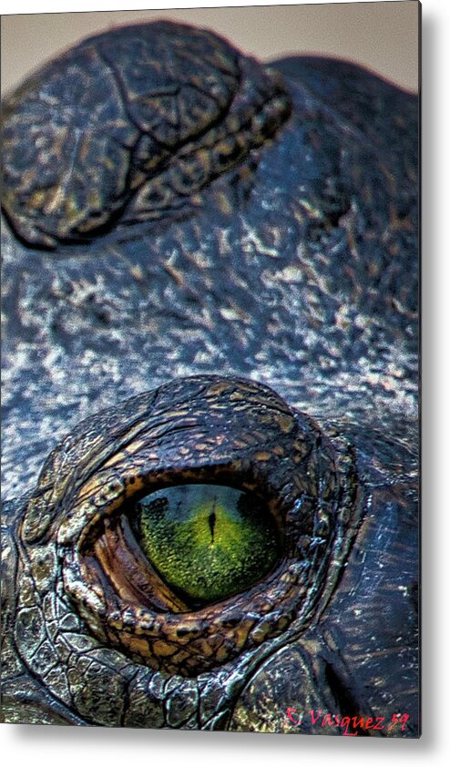 Alligator Metal Print featuring the photograph Reptile Eyes by Rene Vasquez