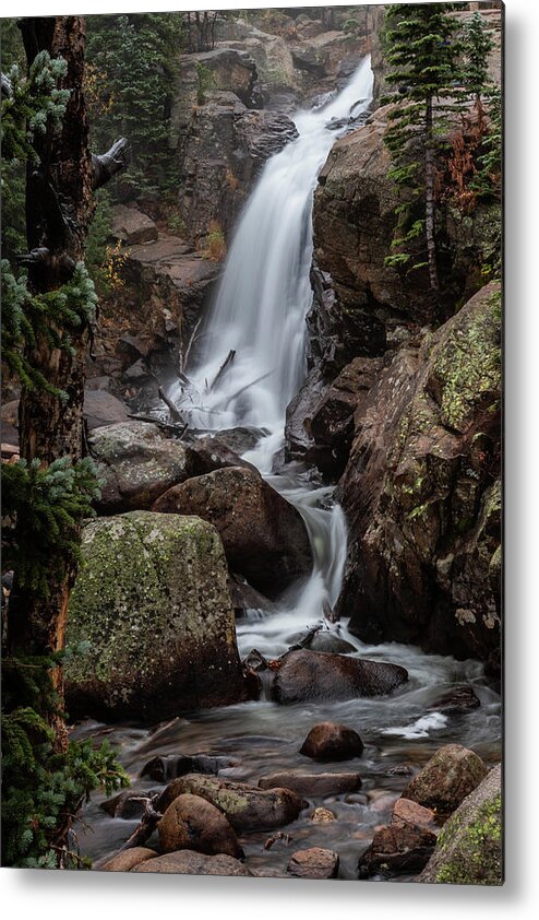 Fine Art Metal Print featuring the photograph Resilience and Grace by Kim Sowa