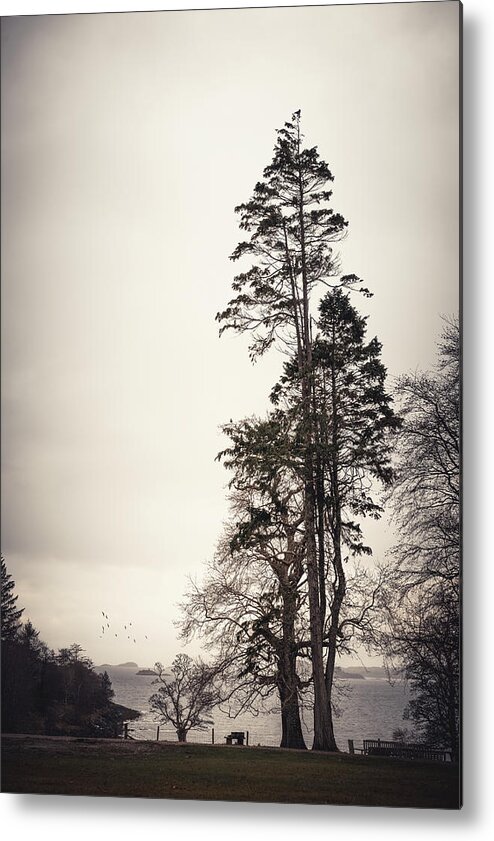 Tree Metal Print featuring the photograph Right like an I by Philippe Sainte-Laudy