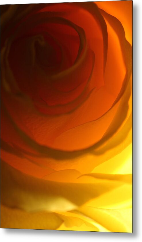 Macro Metal Print featuring the photograph Rose 2321 by Julie Powell