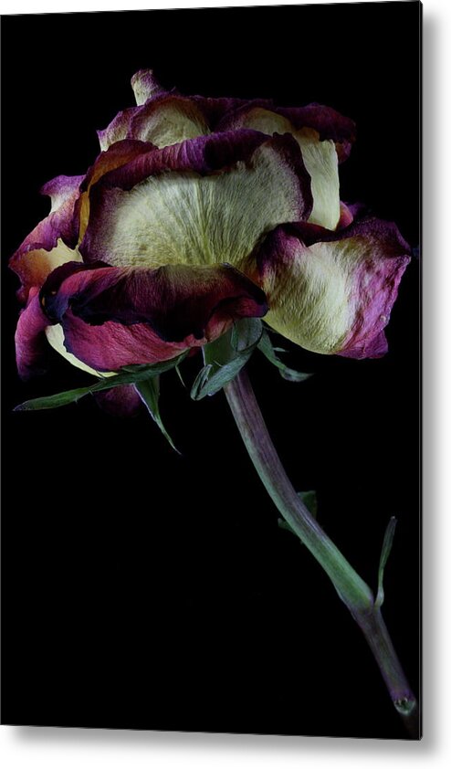 Macro Metal Print featuring the photograph Rose 3092 by Julie Powell