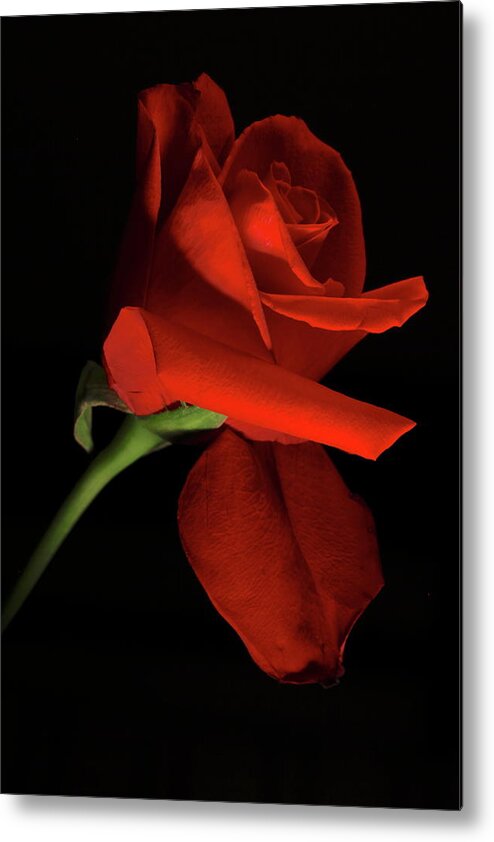 Macro Metal Print featuring the photograph Rose 8702 by Julie Powell