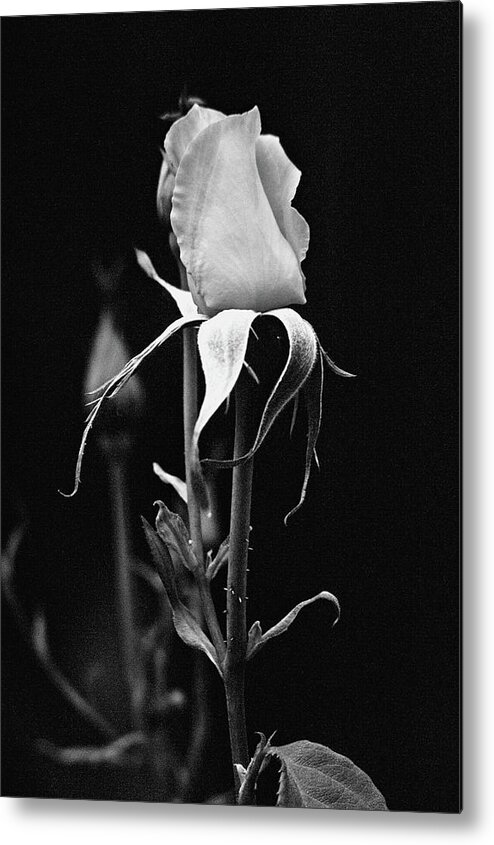 Photograph Flower Rose B&w Metal Print featuring the photograph Rose by Beverly Read