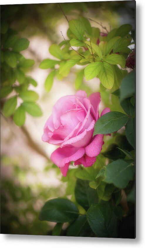 Rose Metal Print featuring the photograph Rose in the Light by Philippe Sainte-Laudy