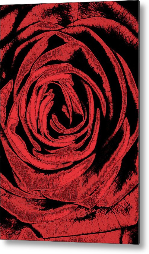 Rose Metal Print featuring the digital art Rose by MPhotographer