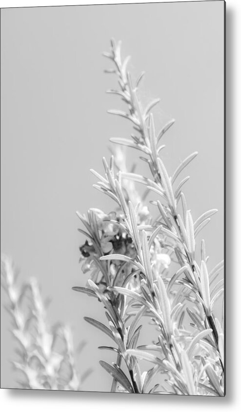 Rosemary Metal Print featuring the photograph Rosemary with a Hiding Zinnia by W Craig Photography
